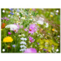 Bloemen - Natuur - Groen - Gras - Paars - Wit tuinposter los doek klein -3d