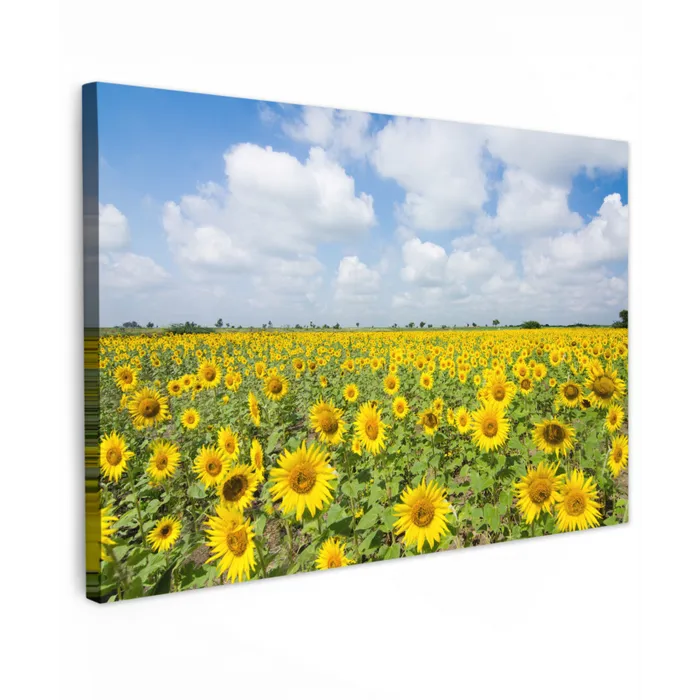 Zonnebloemen - Bloemen - Wolken - Natuur - Geel - Landschap Tuinposter op houten frame 2 cm dik klein -3d