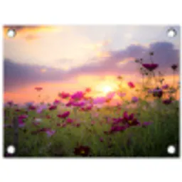 Bloemen - Roze - Zonsondergang - Natuur - Weide - Horizon tuinposter los doek klein -3d