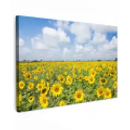 Zonnebloemen - Bloemen - Wolken - Natuur - Geel - Landschap Tuinposter op houten frame 2 cm dik klein -3d
