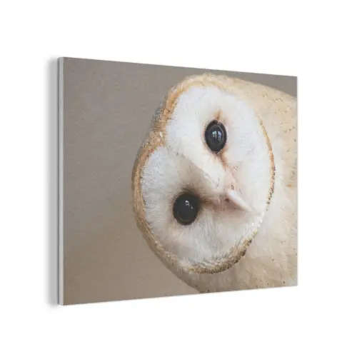 Uil - Bruin - Wit PET vilt klein -3d