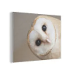 Uil - Bruin - Wit PET vilt klein -3d