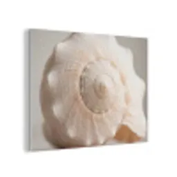 Schelp - Detail - Beige PET vilt klein -3d