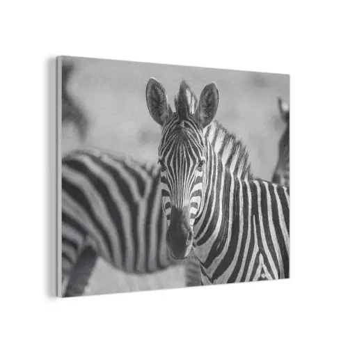 Zebra's - Zwart - Wit PET vilt klein -3d