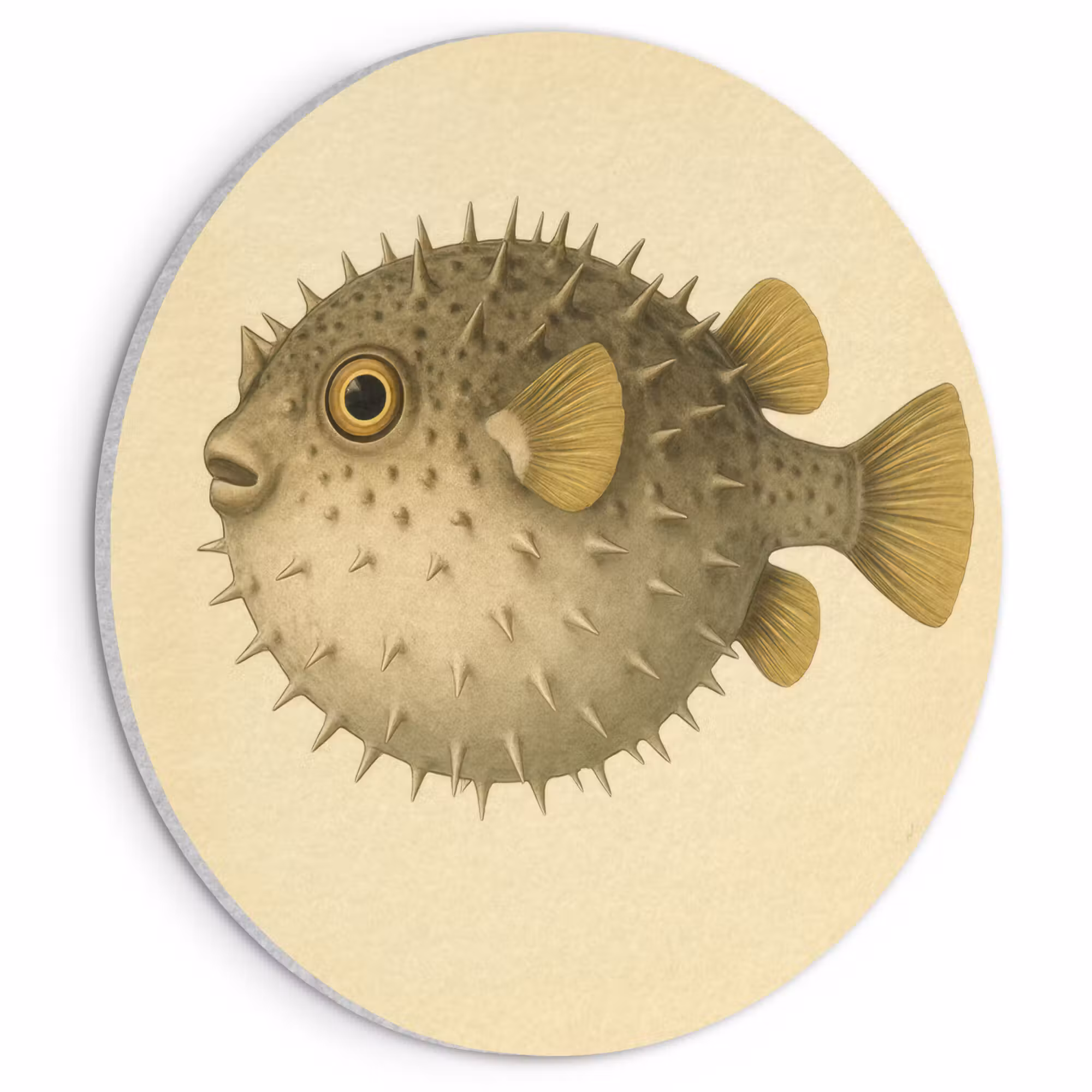 Acoustic painting round - Spines - Fish - Inflated - Brown