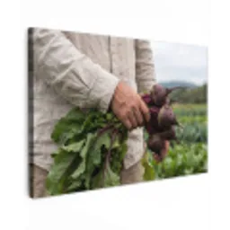Bieten - Vers - Moestuin canvas 2cm klein -z3d