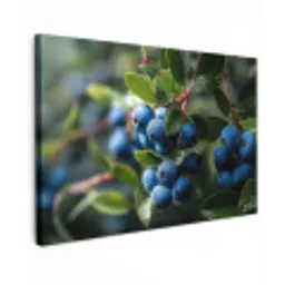 Blauwe bessen - Dauwdruppels - Natuurlijk licht canvas 2cm klein -z3d