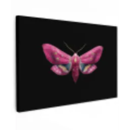Vlinder - Roze - Nachtvlinder canvas 2cm klein -z3d