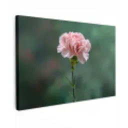 Anjer - Roze - Bloemblaadjes canvas 2cm klein -z3d