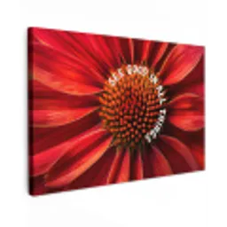 Close up - Bloem - Quote - Rood canvas 2cm klein -z3d
