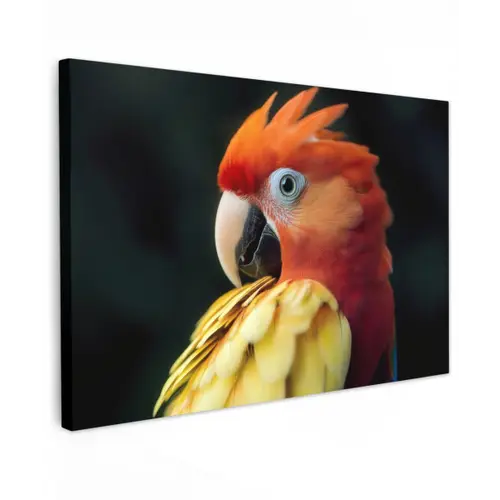 Close-up - Papegaai - Veren - Oranje canvas 2cm klein -z3d