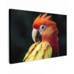 Close-up - Papegaai - Veren - Oranje canvas 2cm klein -z3d