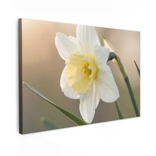 Narcis - Bloem - Minimalistisch canvas 2cm klein -z3d