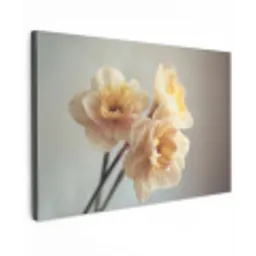 Narcissen - Geel - Bloemblaadjes canvas 2cm klein -z3d