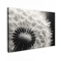Paardenbloem - Zwart - Wit canvas 2cm klein -z3d