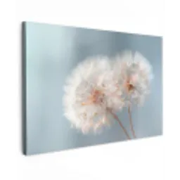 Paardenbloemen - Pluisjes - Wit canvas 2cm klein -z3d