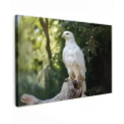 Arend - Hout - Wit - Planten canvas 2cm klein -z3d