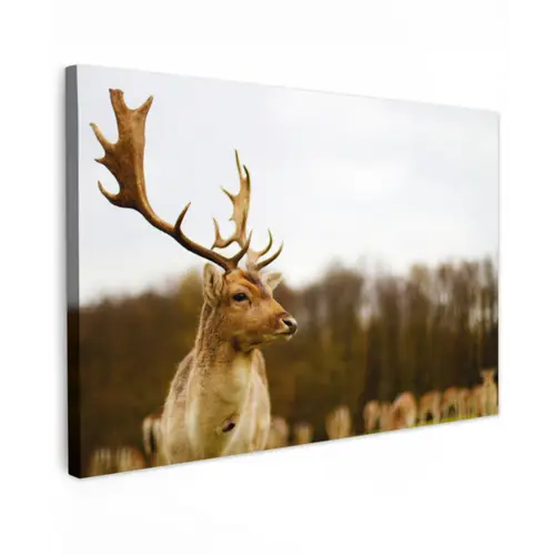 Damhert - Bos - Kudde - Dieren - Natuur canvas 2cm klein -z3d