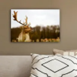Damhert - Bos - Kudde - Dieren - Natuur canvas 2cm klein -sfeer3