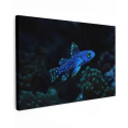 Vis - Stippen - Koraal - Blauw canvas 2cm klein -z3d