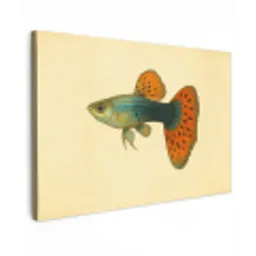 Vis - illustratie - Stippen - Oranje canvas 2cm klein -z3d