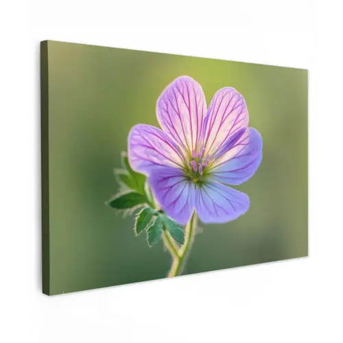 Bloem - Close up - Paars canvas 2cm klein -z3d