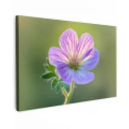 Bloem - Close up - Paars canvas 2cm klein -z3d