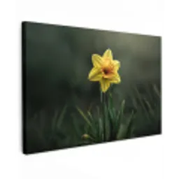 Bloem - Narcis - Gras - Geel canvas 2cm klein -z3d