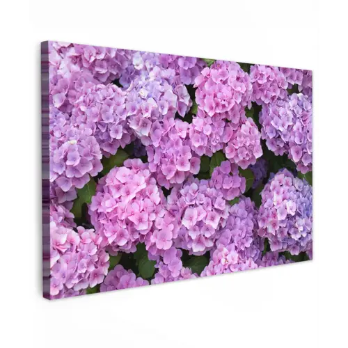 Bloemen - Hortensia - Struik - Roze - Bloemblaadjes canvas 2cm klein -z3d