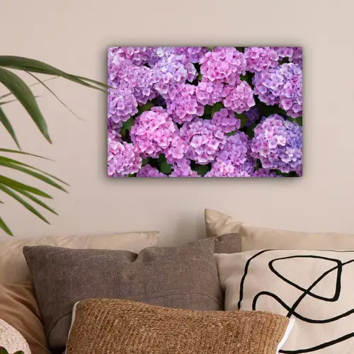 Bloemen - Hortensia - Struik - Roze - Bloemblaadjes canvas 2cm klein -sfeer1