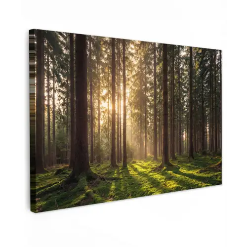 Bos - Gras - Zonlicht canvas 2cm klein -z3d