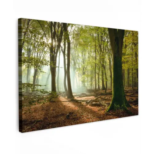 Bos - Zon - Seizoenen - Landschap canvas 2cm klein -z3d