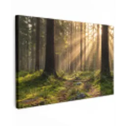 Bos - Zonlicht - Gras canvas 2cm klein -z3d