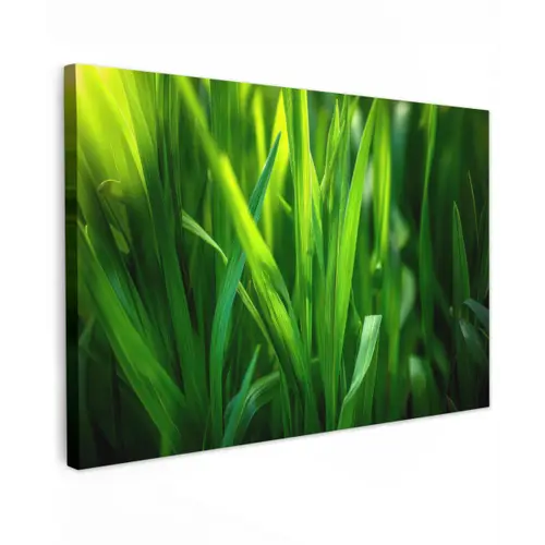 Grassprieten - Lichtinval - Groen canvas 2cm klein -z3d