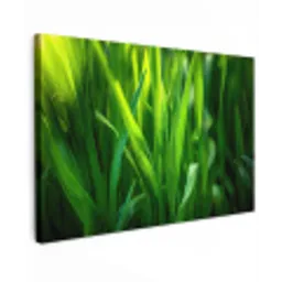 Grassprieten - Lichtinval - Groen canvas 2cm klein -z3d