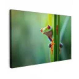 Groene kikker - Nieuwsgierig - Gras canvas 2cm klein -z3d