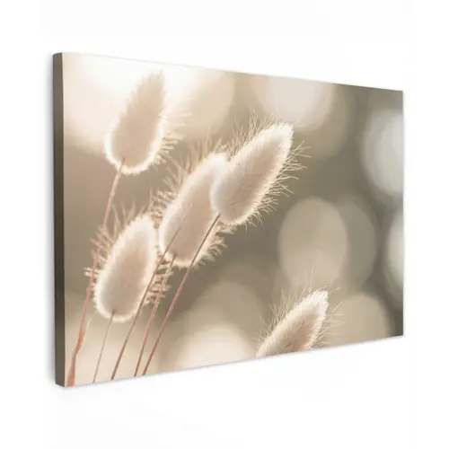 Hazestaartgras - Wit - Zonlicht canvas 2cm klein -z3d