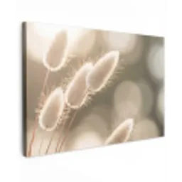 Hazestaartgras - Wit - Zonlicht canvas 2cm klein -z3d