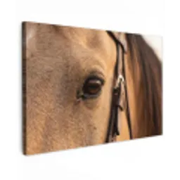 Paard - Oog - Bruin canvas 2cm klein -z3d
