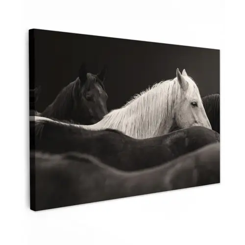 Paarden - Zwart - Wit - Kudde canvas 2cm klein -z3d