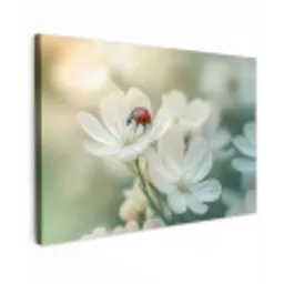 Lieveheersbeestje - Bloemen - Wit canvas 2cm klein -z3d