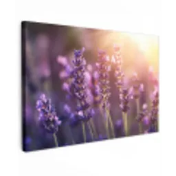 Lavendelbloemen - Paars - Zonlicht canvas 2cm klein -z3d