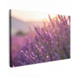 Lavendel - Paars - Zonlicht canvas 2cm klein -z3d