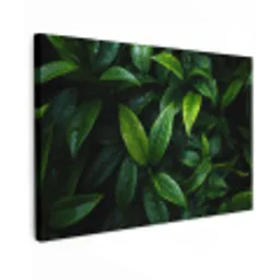 Bladeren - Regendruppels - Licht - Groen canvas 2cm klein -z3d