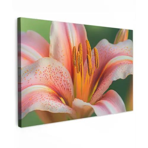 Lelie - Close up - Lichtroze canvas 2cm klein -z3d