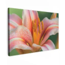 Lelie - Close up - Lichtroze canvas 2cm klein -z3d