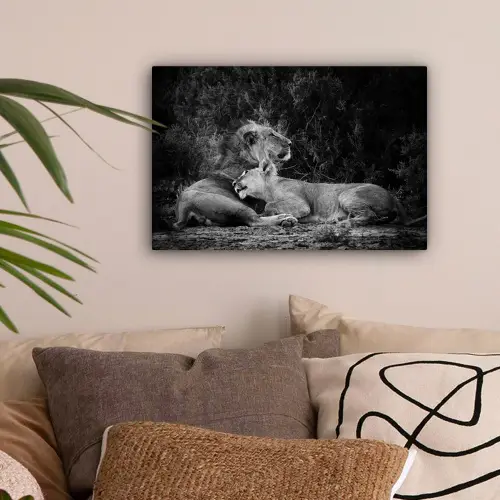 Leeuwen - Zwart - Wilde dieren canvas 2cm klein -sfeer1