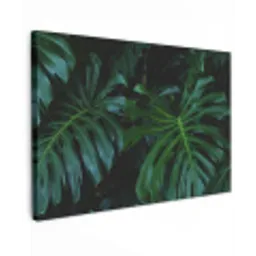 Monstera - Jungle - Bladeren canvas 2cm klein -z3d