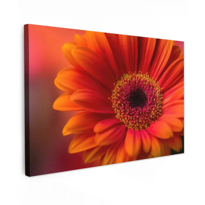 Oranje - Gerbera - Intens canvas 2cm klein -z3d