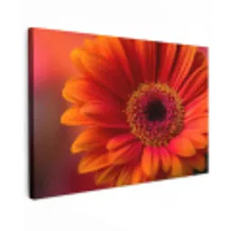 Oranje - Gerbera - Intens canvas 2cm klein -z3d